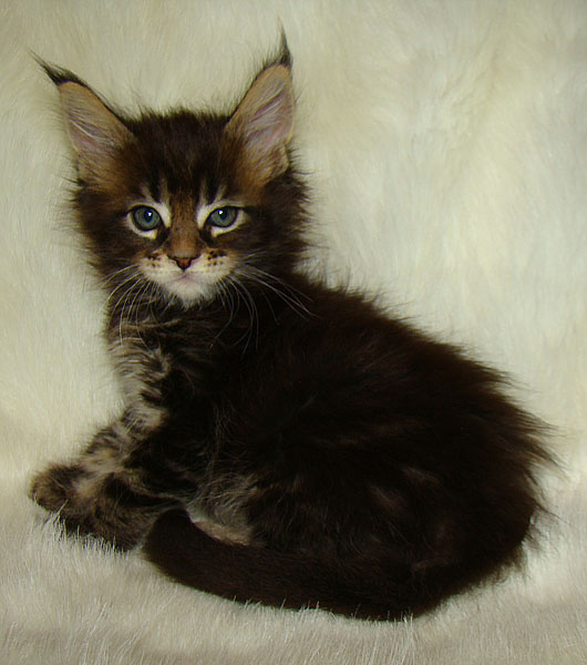     Catsvill County!   !    !       !!!    Catsvill County +7-926-544-74-09     .   ,   ,   ,    ,   ,  ,     ,   -,    ,   !